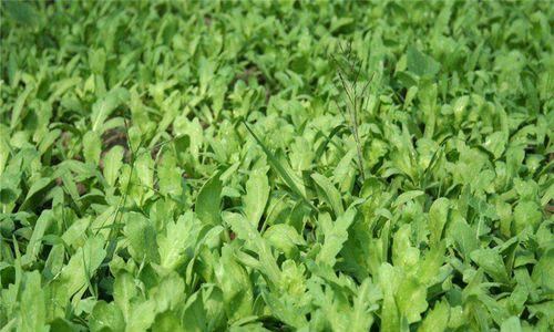 菜花几月份种植最合适？如何确保高产？