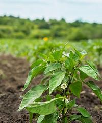 菜椒怎么种？最佳种植时间是什么时候？