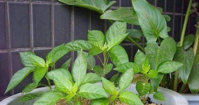 菜椒几月份种植最合适？如何确保高产？