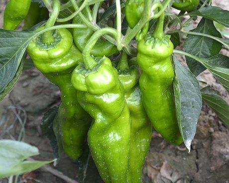 菜椒几月份种植最合适？如何确保高产？