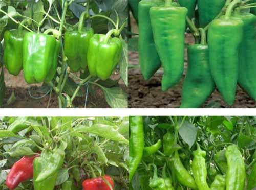 菜椒什么时候种植最好？种植方法有哪些？