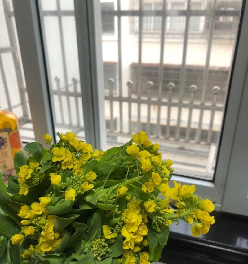 菜心的花能吃吗？食用方法和营养价值是什么？