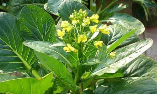 菜心的花能吃吗？食用方法和营养价值是什么？