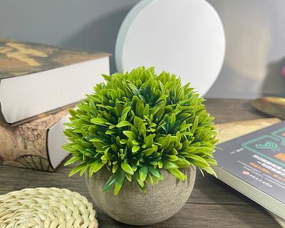 餐厅摆放什么植物好？如何选择适合的餐厅绿植？