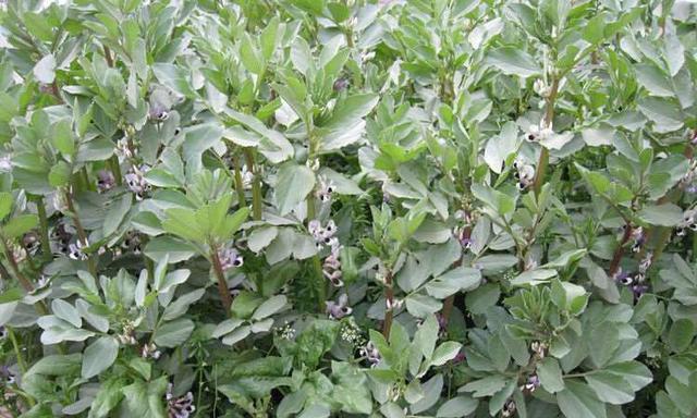 蚕豆几月份种合适？最佳种植时间是什么时候？