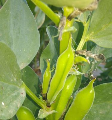蚕豆属于被子植物吗？它的分类和特点是什么？