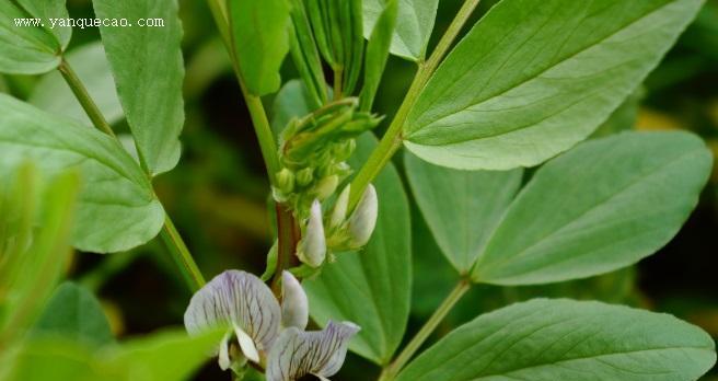 蚕豆忌氯吗？种植蚕豆时如何避免氯害问题？