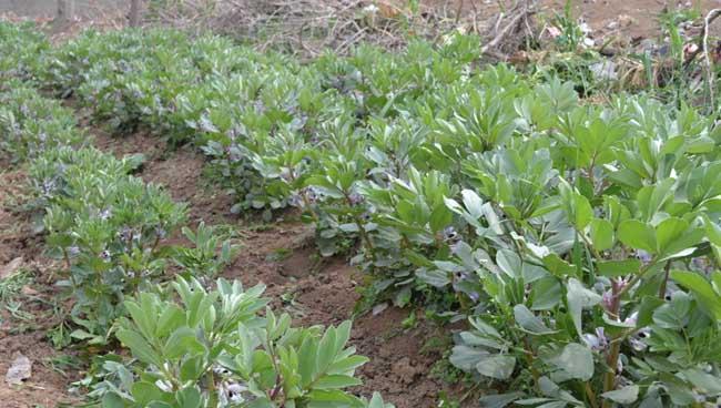 蚕豆忌氯吗？种植蚕豆时如何避免氯害问题？