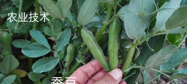 蚕豆属于粮食作物吗？它的营养价值和用途是什么？
