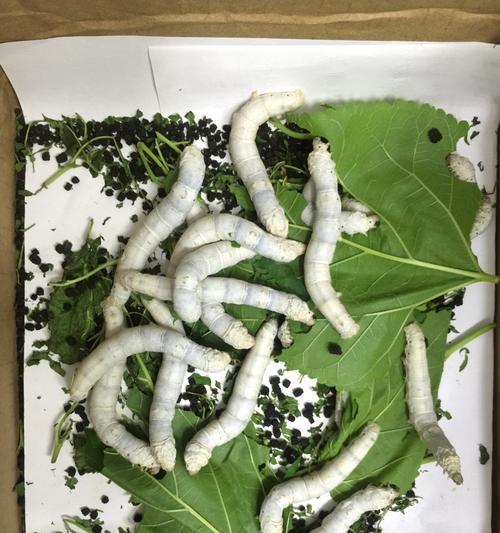 蚕砂可以做肥料吗？晒干蚕沙做肥料的正确方法是什么？