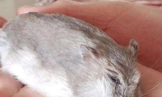 仓鼠吃白菜安全吗？白菜对仓鼠的健康影响是什么？