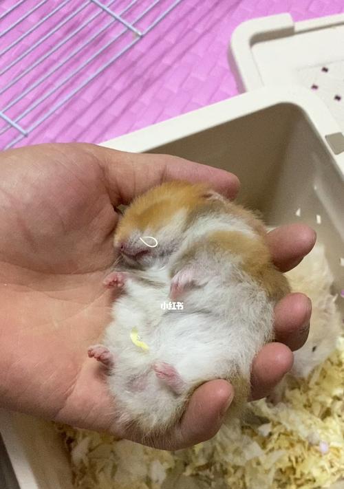 仓鼠吃板栗安全吗？板栗对仓鼠健康的影响是什么？