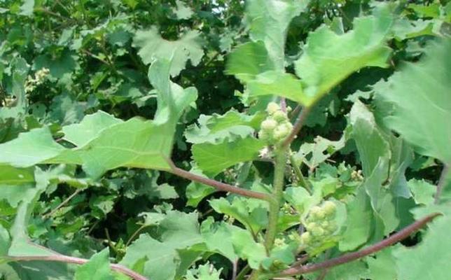 苍耳属于被子植物吗？它的分类和特点是什么？