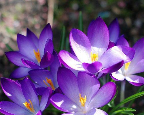 藏红花冬天会冻死吗？如何在寒冷季节保护藏红花？