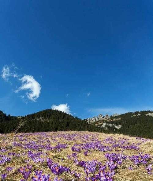 藏红花冬天会冻死吗？如何在寒冷季节保护藏红花？