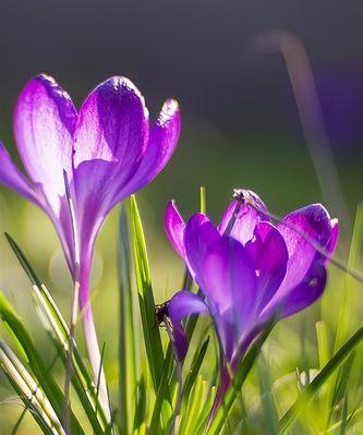 藏红花一年开几次花？如何正确种植以保证花期？