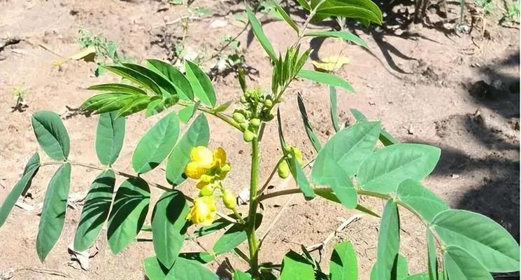 藏红是什么样子的？藏红花的外观特征有哪些？