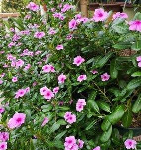 草本花养殖容易吗？掌握这些方法和注意事项轻松养好花！