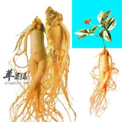 草参的功效与作用是什么？如何正确食用草参？