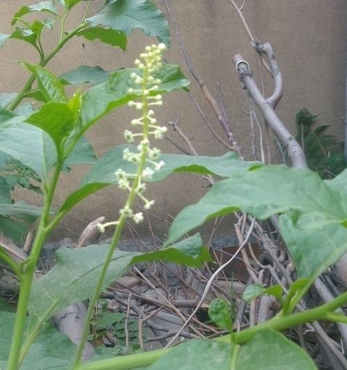 草参的功效与作用是什么？如何正确食用草参？