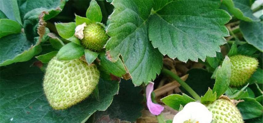 草莓在北方种植的可行性分析？如何克服气候挑战？