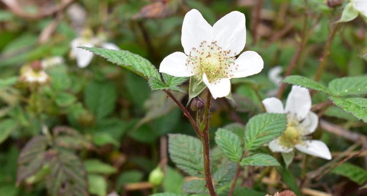 草莓花代表什么意思？如何解读草莓花的象征意义？