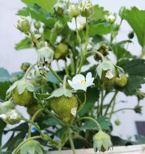 草莓花代表什么意思？如何解读草莓花的象征意义？