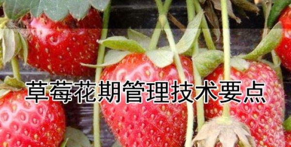 草莓花期管理方法与要点是什么？如何确保草莓花期的健康生长？