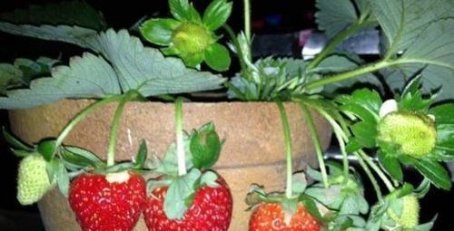 草莓几年才能结果实？如何加速其结果周期？