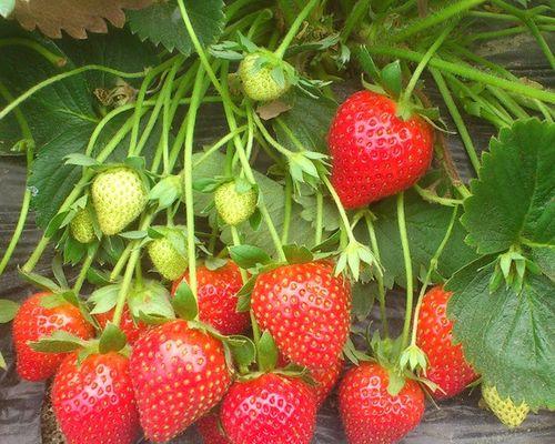 草莓几年才能结果实？如何加速其结果周期？