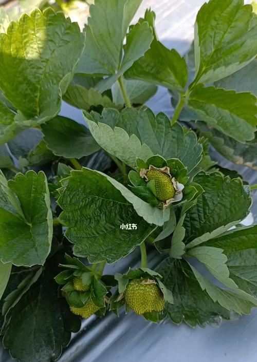 草莓几年开花结果？如何正确管理以提高产量？
