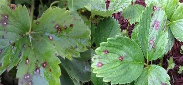 草莓菌核病用什么药？防治方法有哪些？