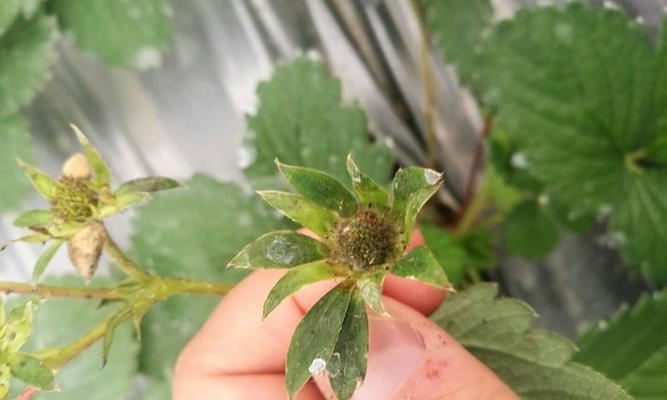 草莓菌核病用什么药？防治方法有哪些？