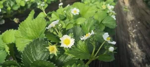 草莓开花不结果怎么办？如何提高坐果率？