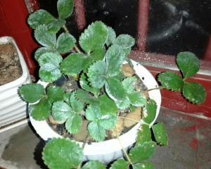 草莓开花不结果怎么办？如何提高坐果率？