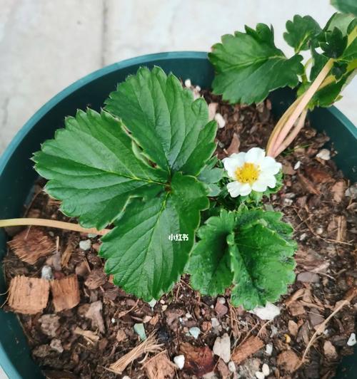 草莓开花吗？草莓的花朵有哪些特征？