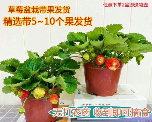 草莓可以放多久不坏？保鲜技巧有哪些？