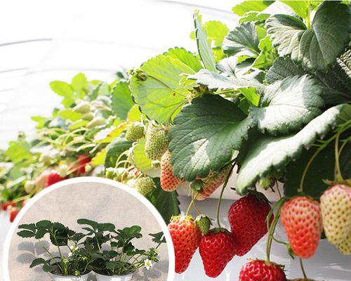 草莓可以盆栽吗？盆栽草莓的种植方法和注意事项是什么？