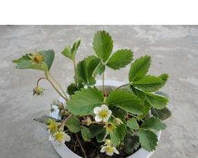草莓盆栽种植方法是什么？如何在家轻松种植草莓？