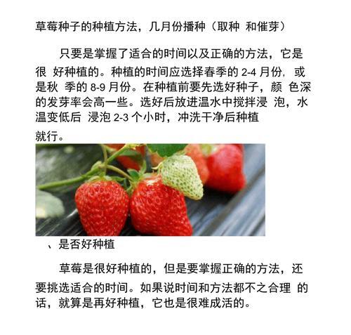 草莓分株的最佳时机是什么时候？分株后如何管理？