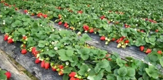 草莓最佳种植时间是什么时候？春季还是秋季？