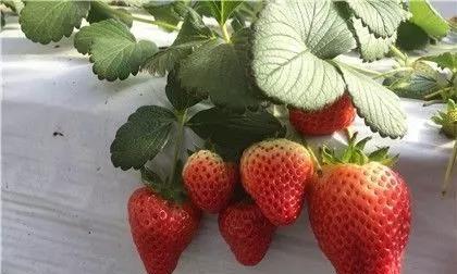 草莓是什么味道的？如何辨别新鲜草莓的口感？