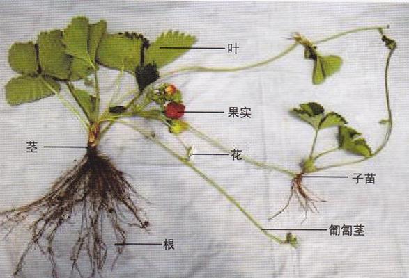 草莓自花授粉的真相是什么？授粉过程中的常见问题有哪些？