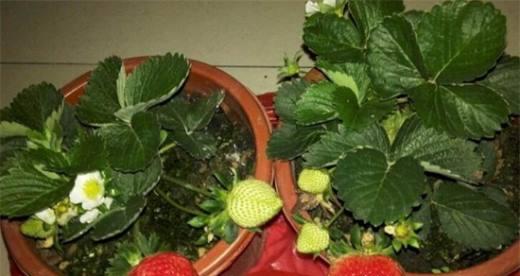草莓最佳种植时间是什么时候？如何正确种植草莓？
