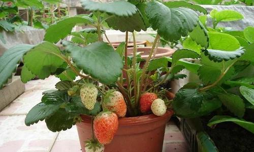 草莓最佳种植时间是什么时候？如何正确种植草莓？