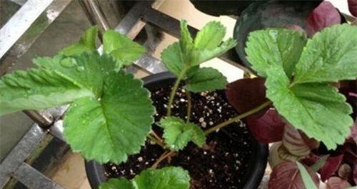 草莓栽种方法和注意事项是什么？如何避免常见错误？