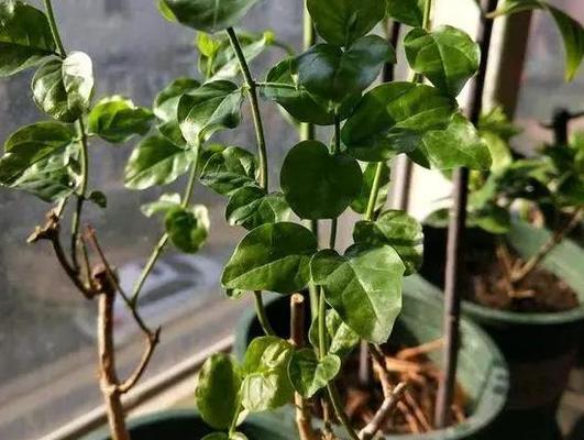 草木灰养花好吗？哪些花卉最适合用草木灰作为肥料？