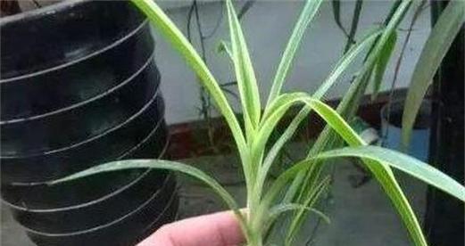 草玉露分株方法是什么？最佳分株时间及繁殖技巧有哪些？