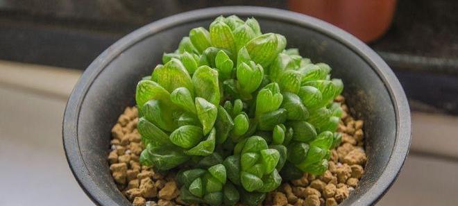 草玉露分株方法是什么？最佳分株时间及繁殖技巧有哪些？