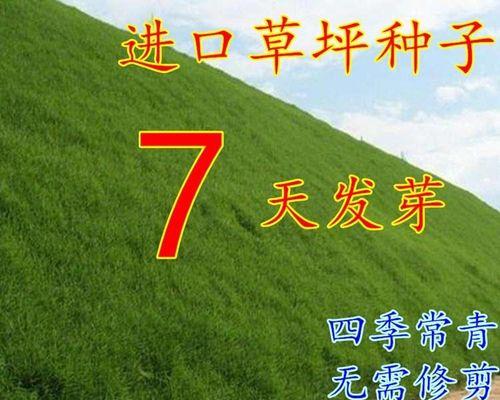 草籽播种的最佳时间是什么时候？如何确保高成功率？